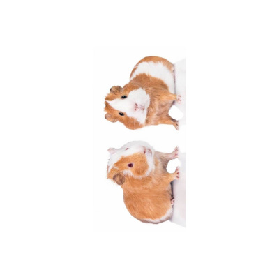 Jerry Fabrics Detská osuška 70 × 140 cm ‒ Morče