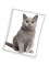 Detská mikroplyšová deka 150 x 200 cm - Britská Mačka Sivá